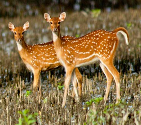 Sundarban Package
